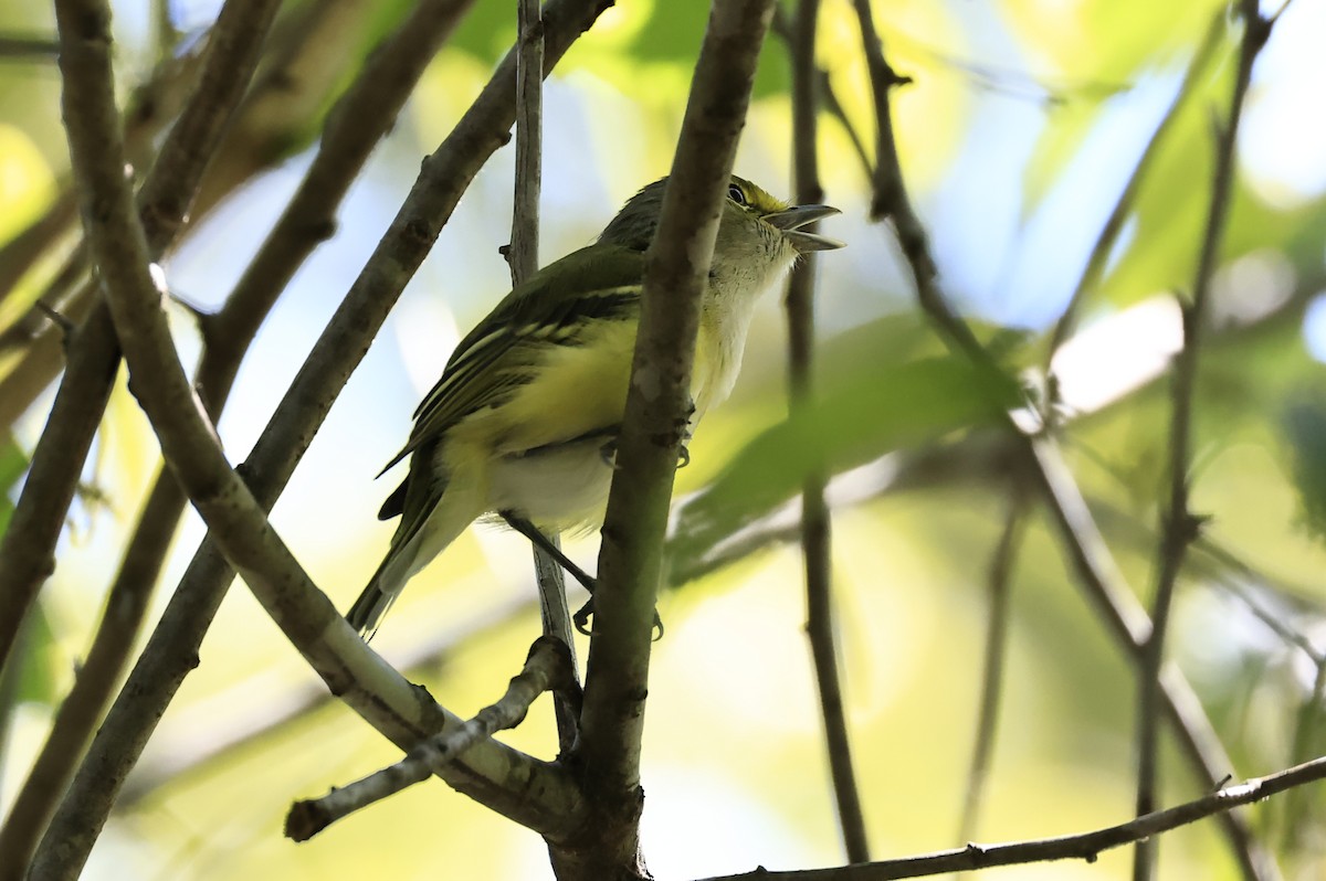 Weißaugenvireo - ML623332011