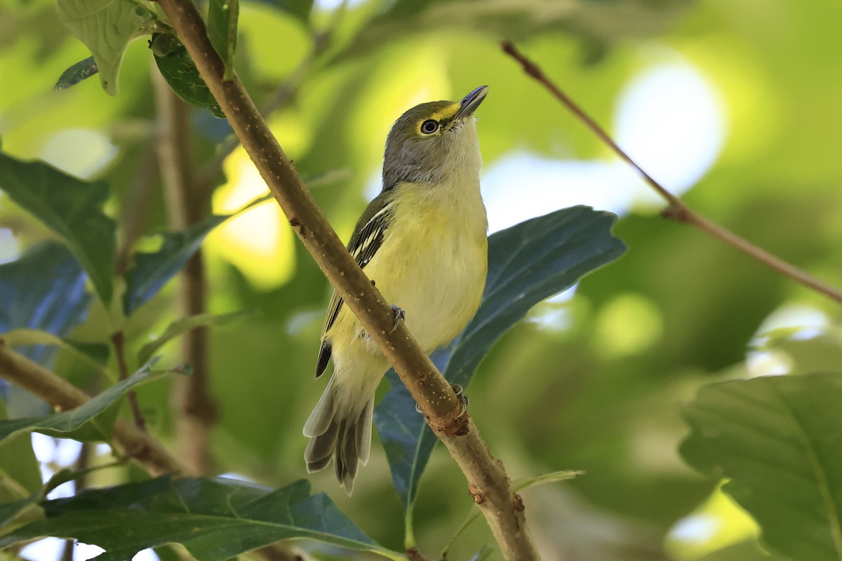 Weißaugenvireo - ML623332012