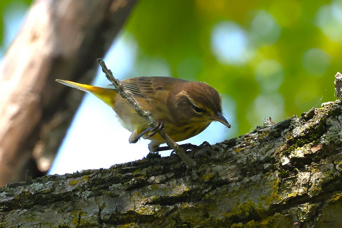 Palm Warbler (Western) - ML623332014