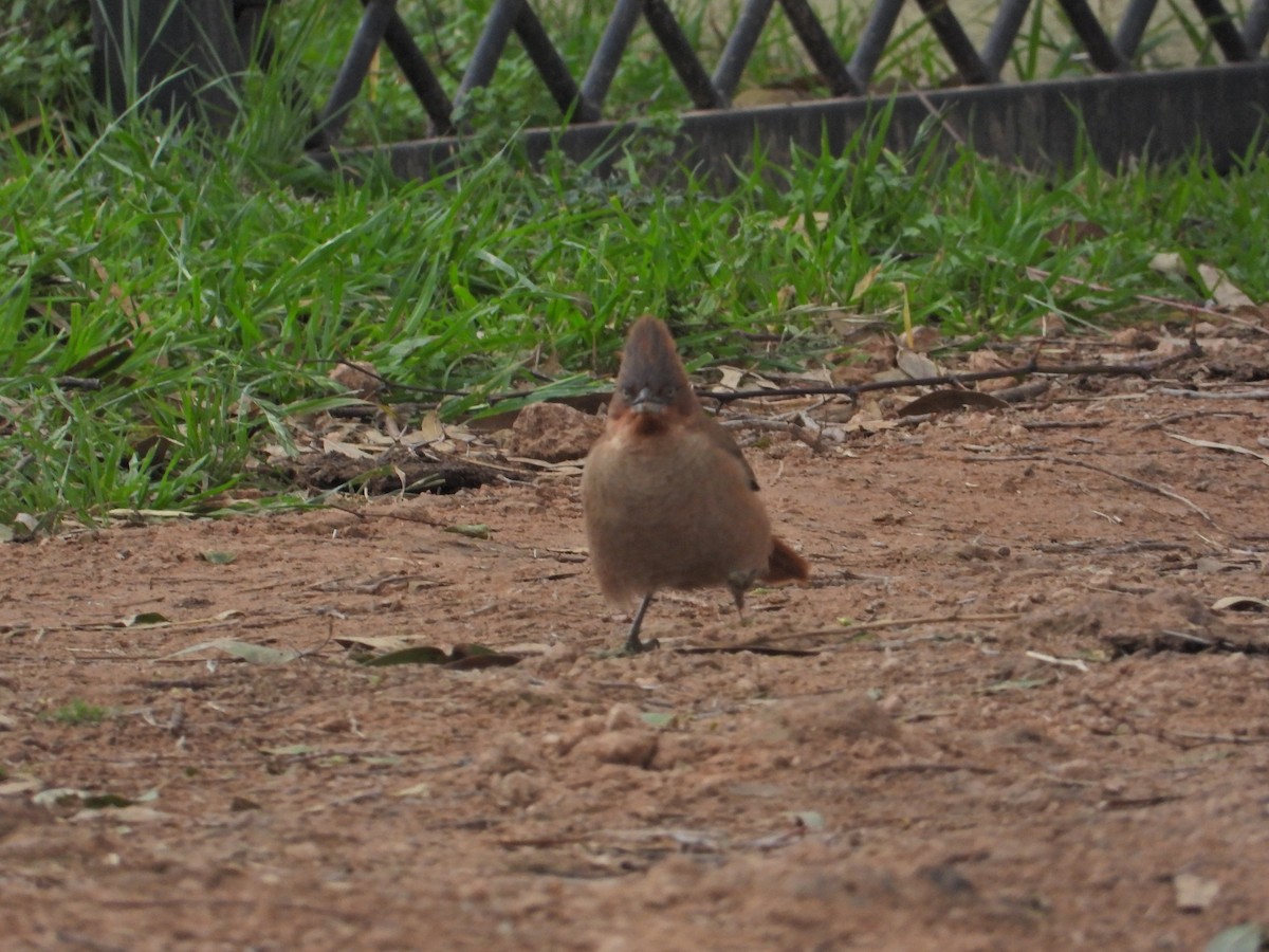 Brown Cacholote - ML623332016