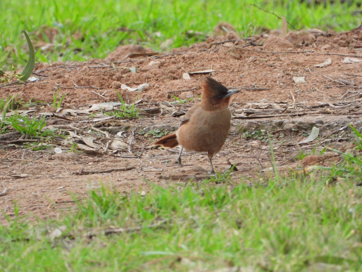 Brown Cacholote - ML623332017