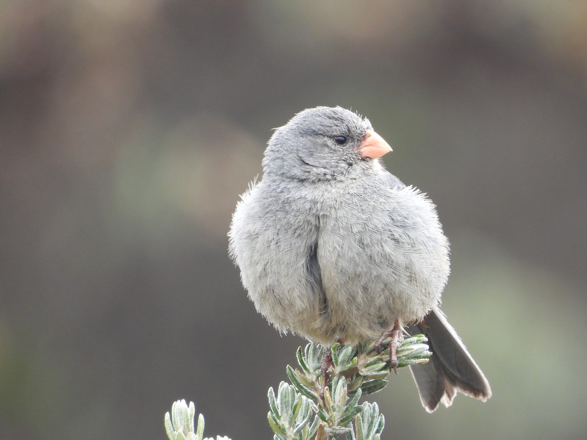 Plain-colored Seedeater - Jose Fernando Sanchez O.