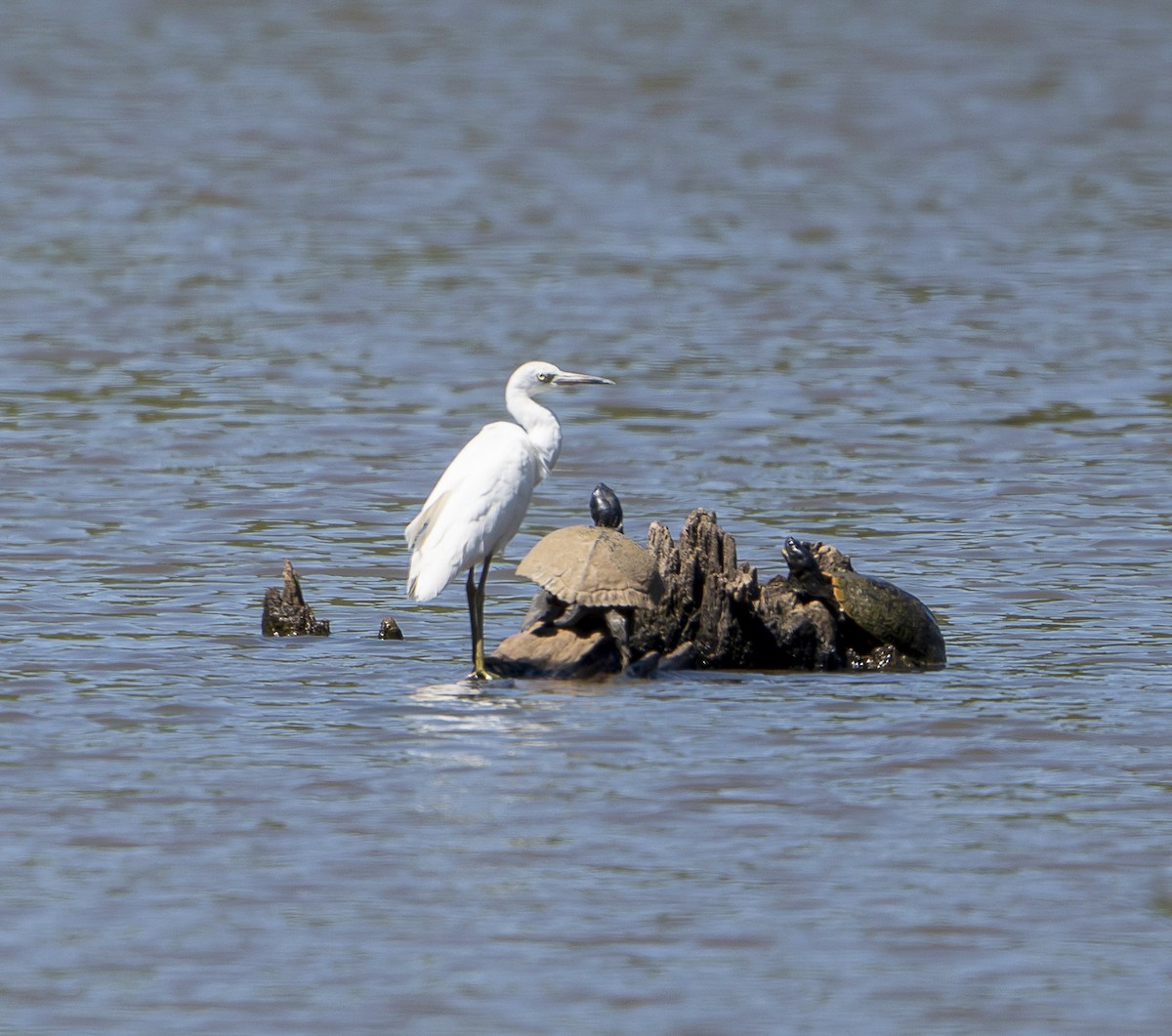 Little Blue Heron - ML623332063