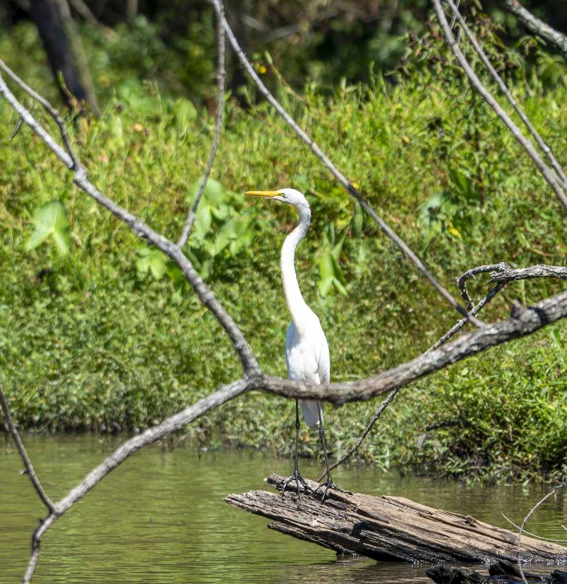 Great Egret - ML623332087