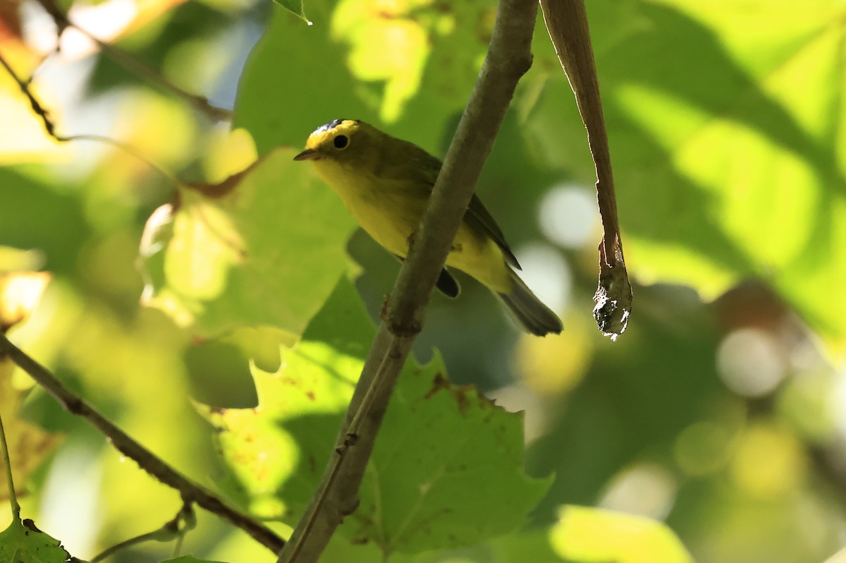 Wilson's Warbler - Carol Weston