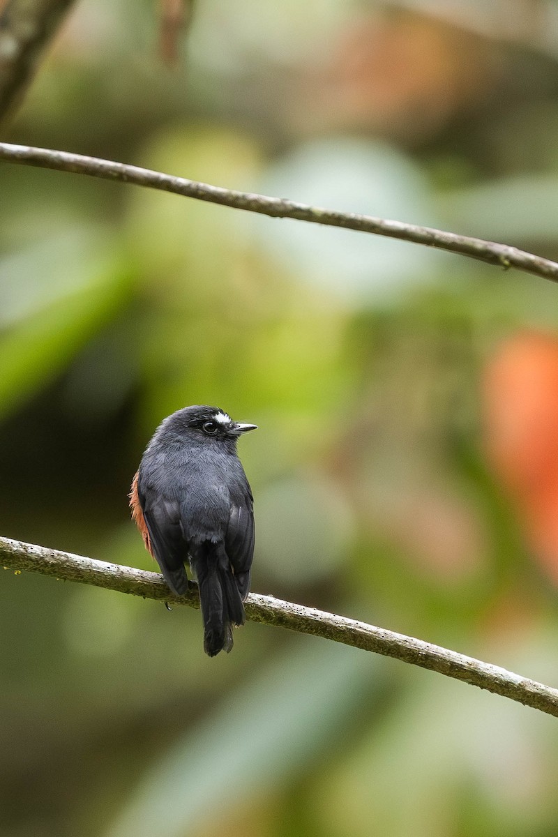 Chestnut-bellied Chat-Tyrant - ML623332092