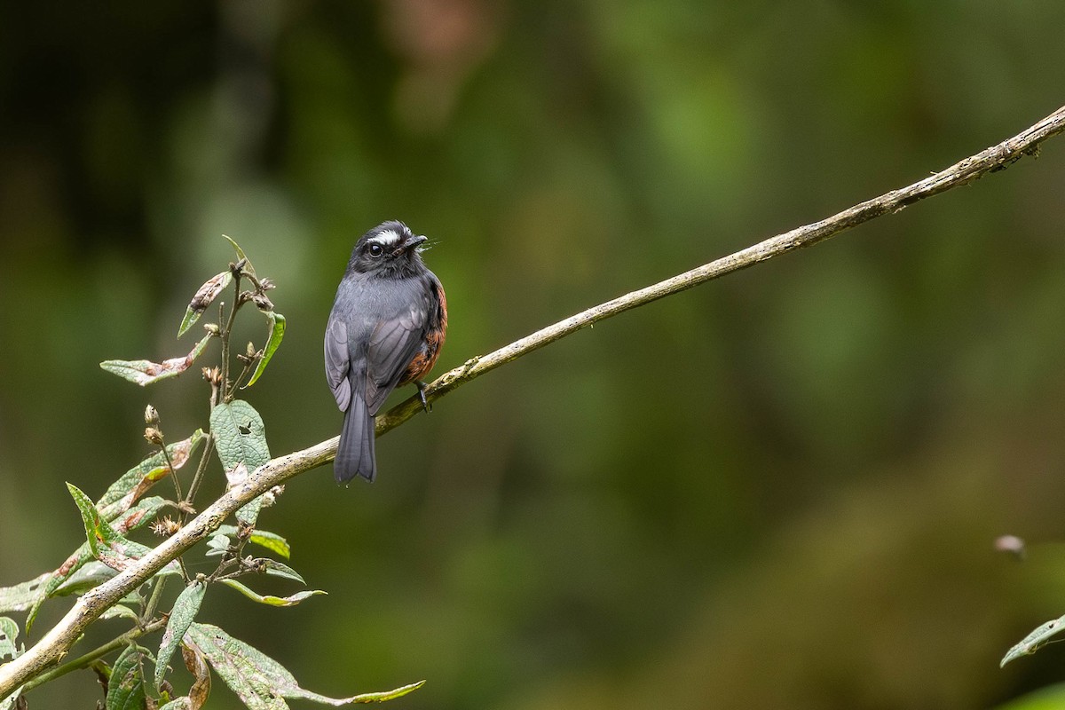 Chestnut-bellied Chat-Tyrant - ML623332093