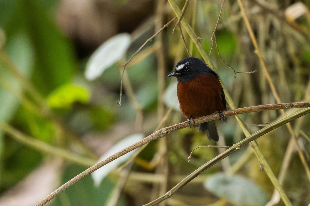 Chestnut-bellied Chat-Tyrant - ML623332095