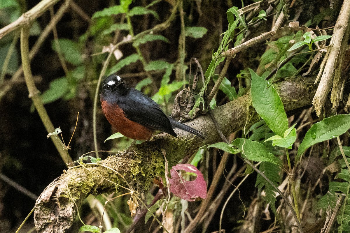 Chestnut-bellied Chat-Tyrant - ML623332097