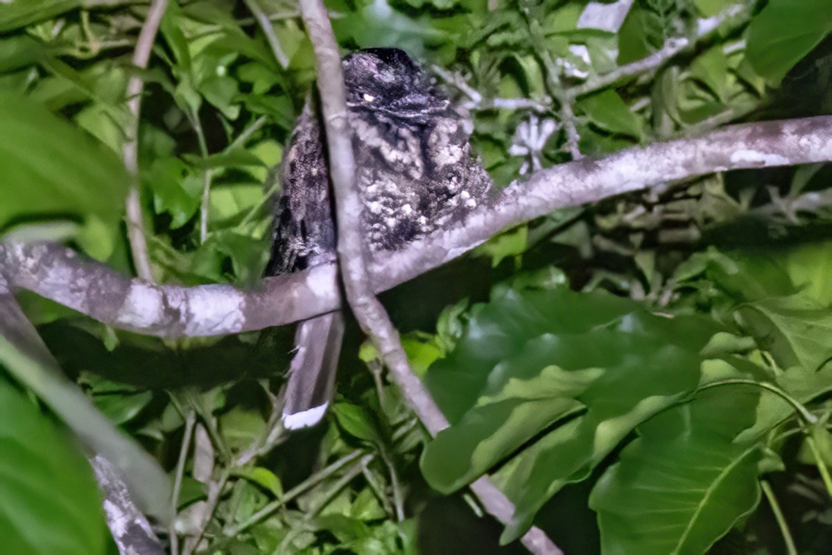 Yucatan Poorwill - Sandy & Bob Sipe