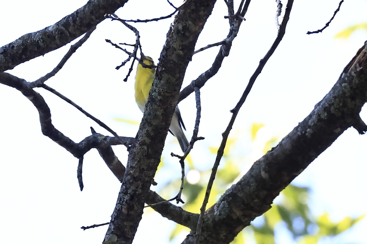 Gelbkehlvireo - ML623332154