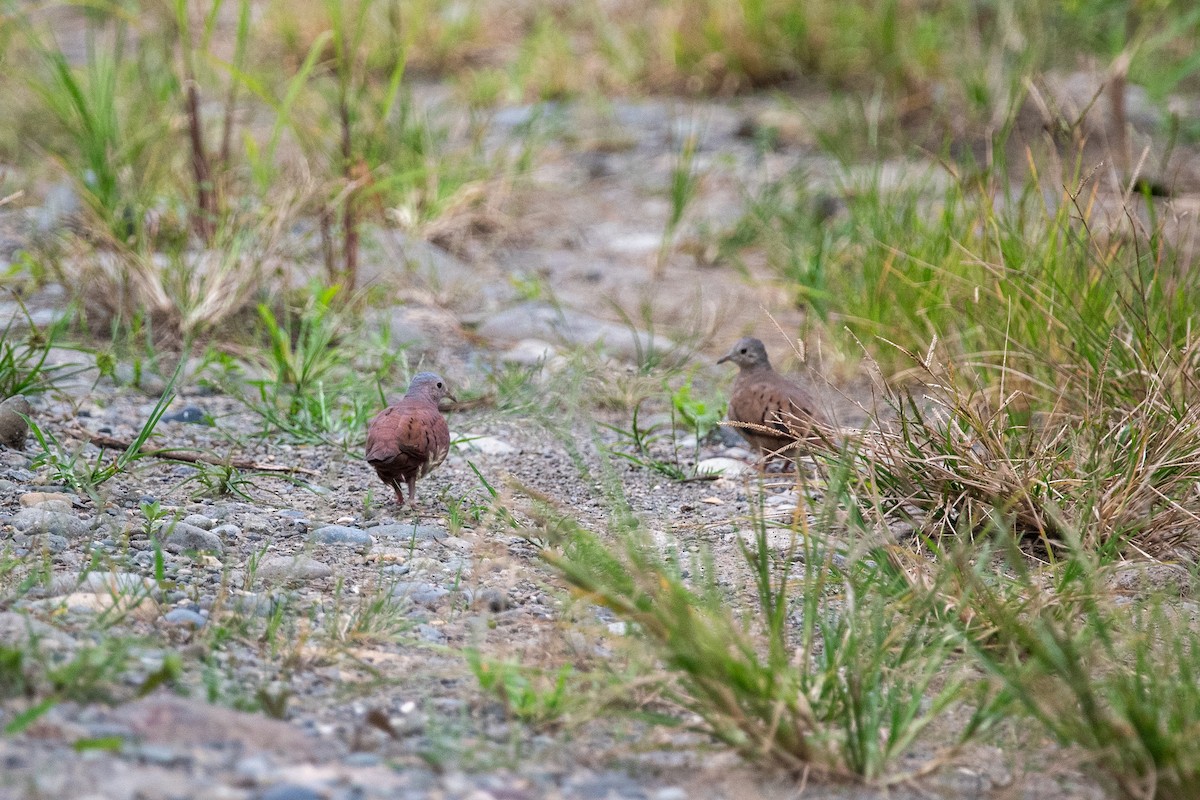 Ruddy Ground Dove - ML623332181