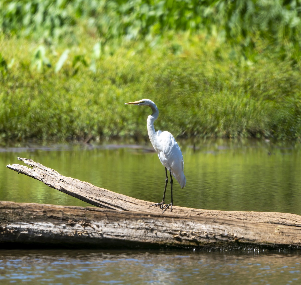 Great Egret - ML623332237