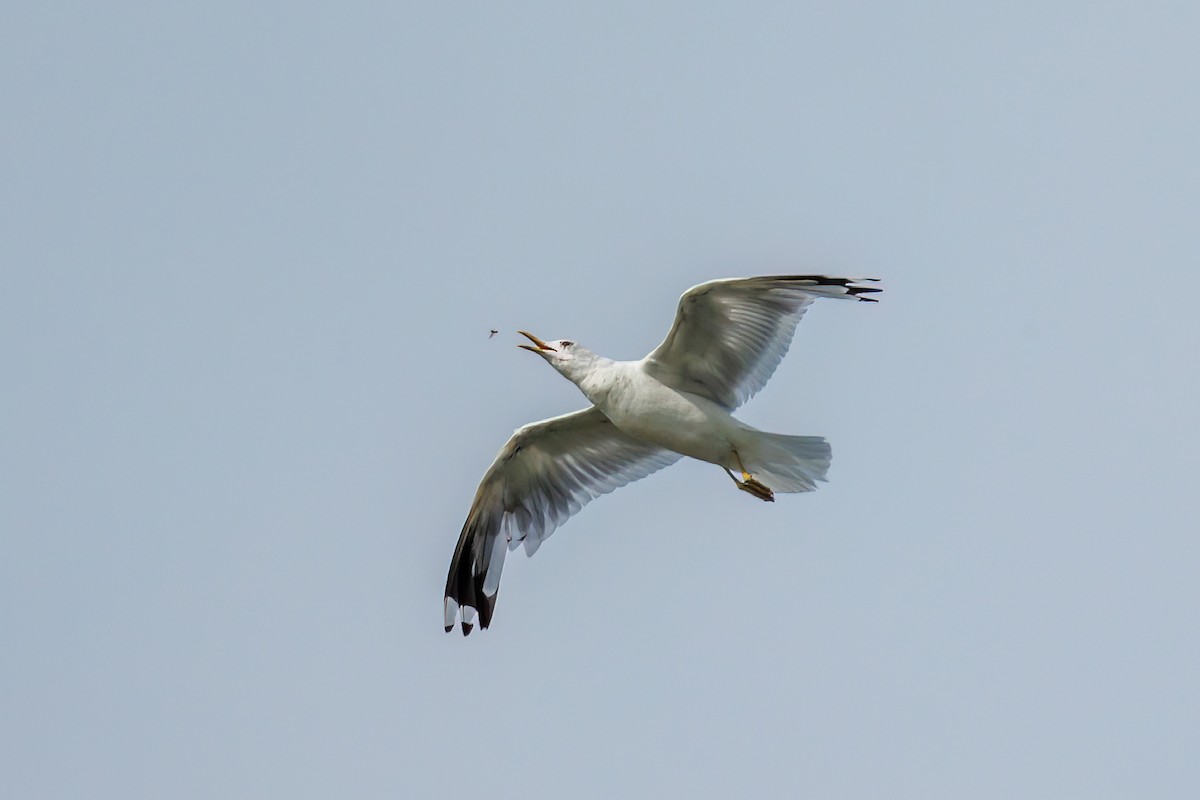 Gaviota de Alaska - ML623332258