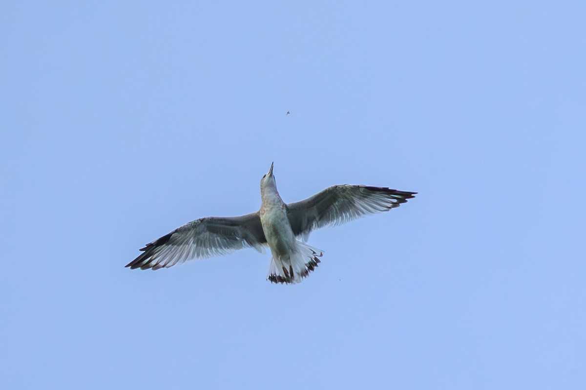 Gaviota de Alaska - ML623332259