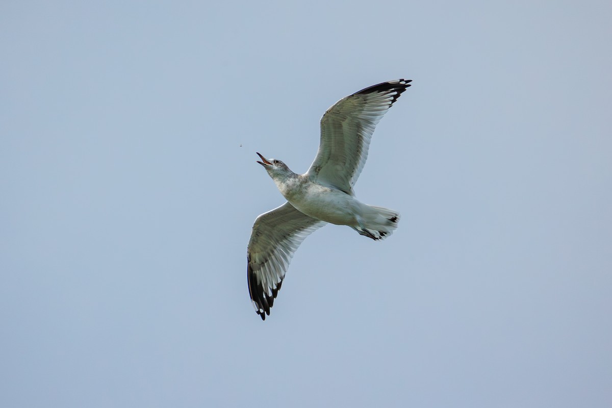 Gaviota de Alaska - ML623332260