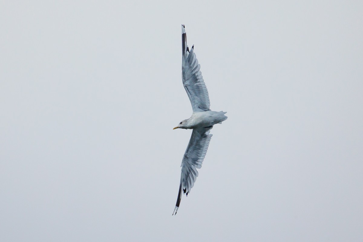 Gaviota de Alaska - ML623332261