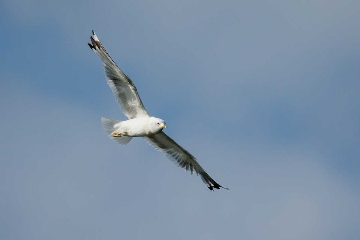 Gaviota de Alaska - ML623332262