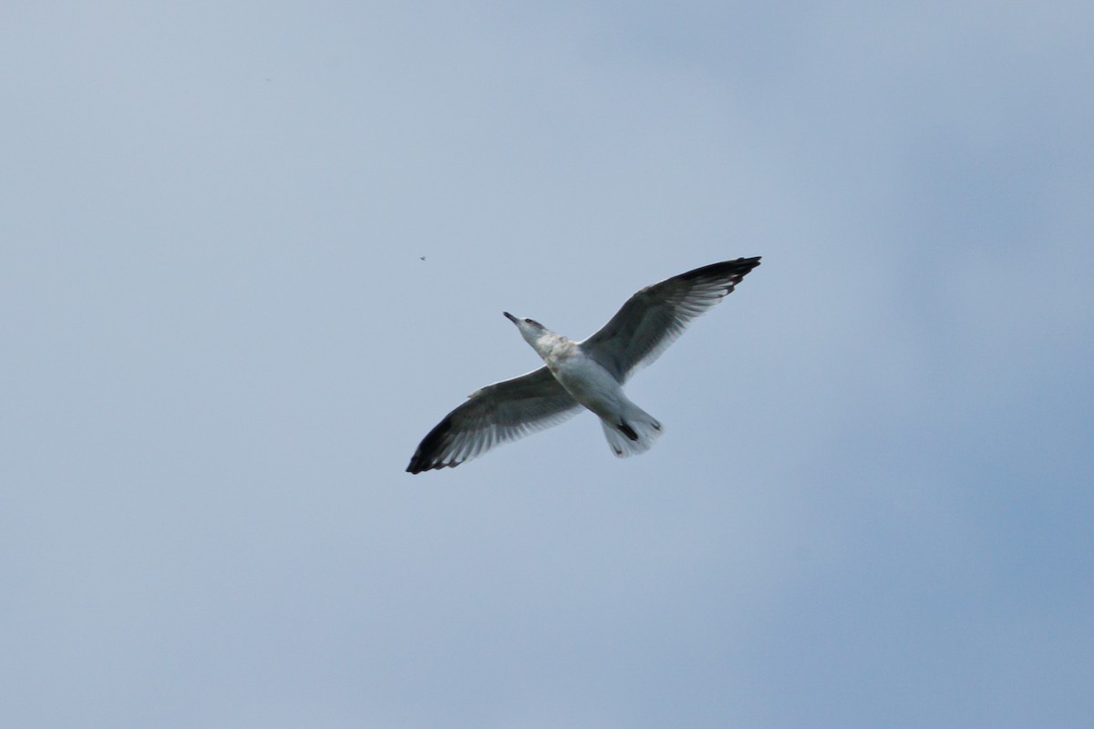 Gaviota de Alaska - ML623332276