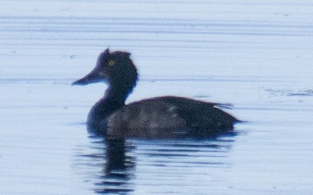 Ring-necked Duck - ML623332286