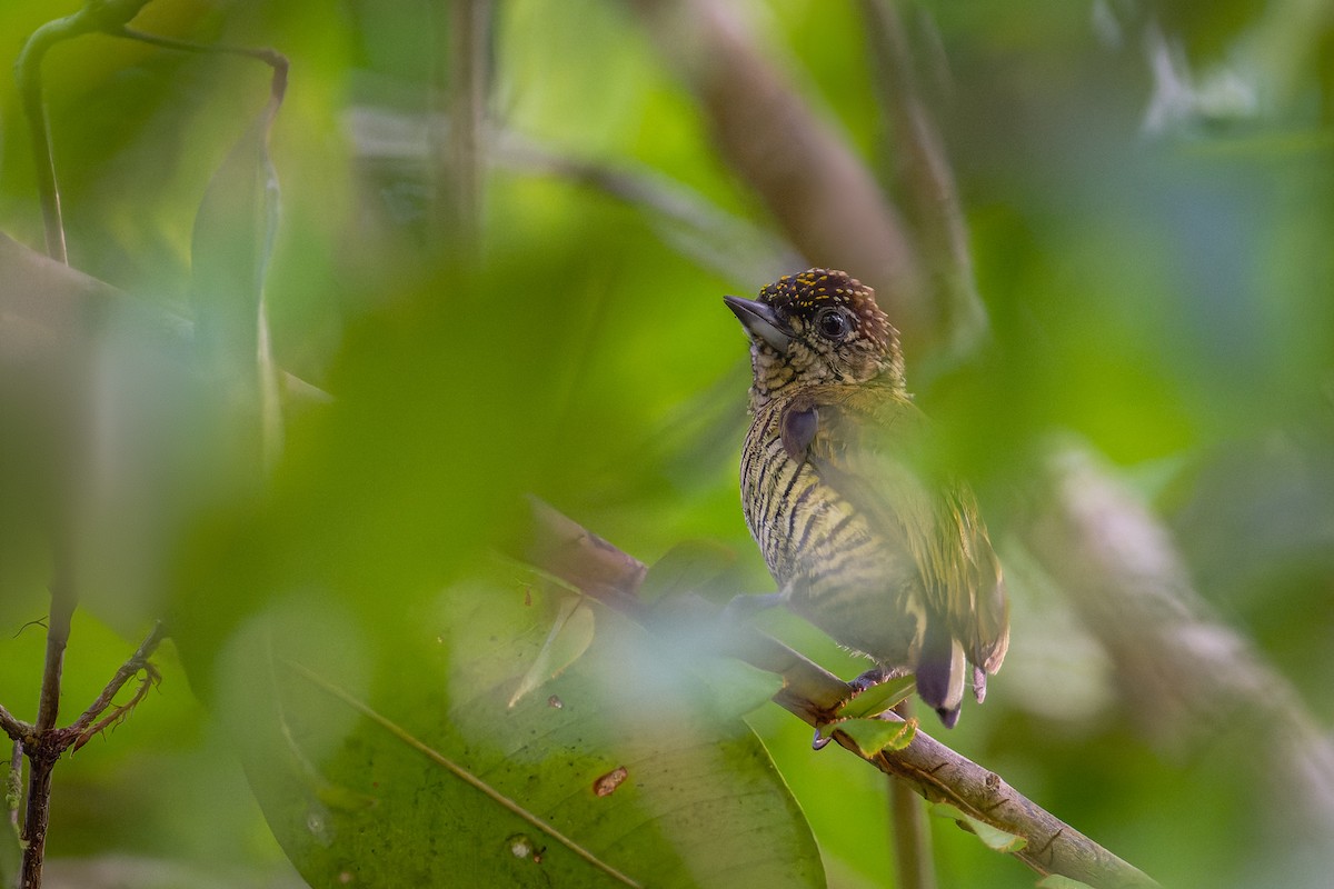 Orinoco Piculet - ML623332340