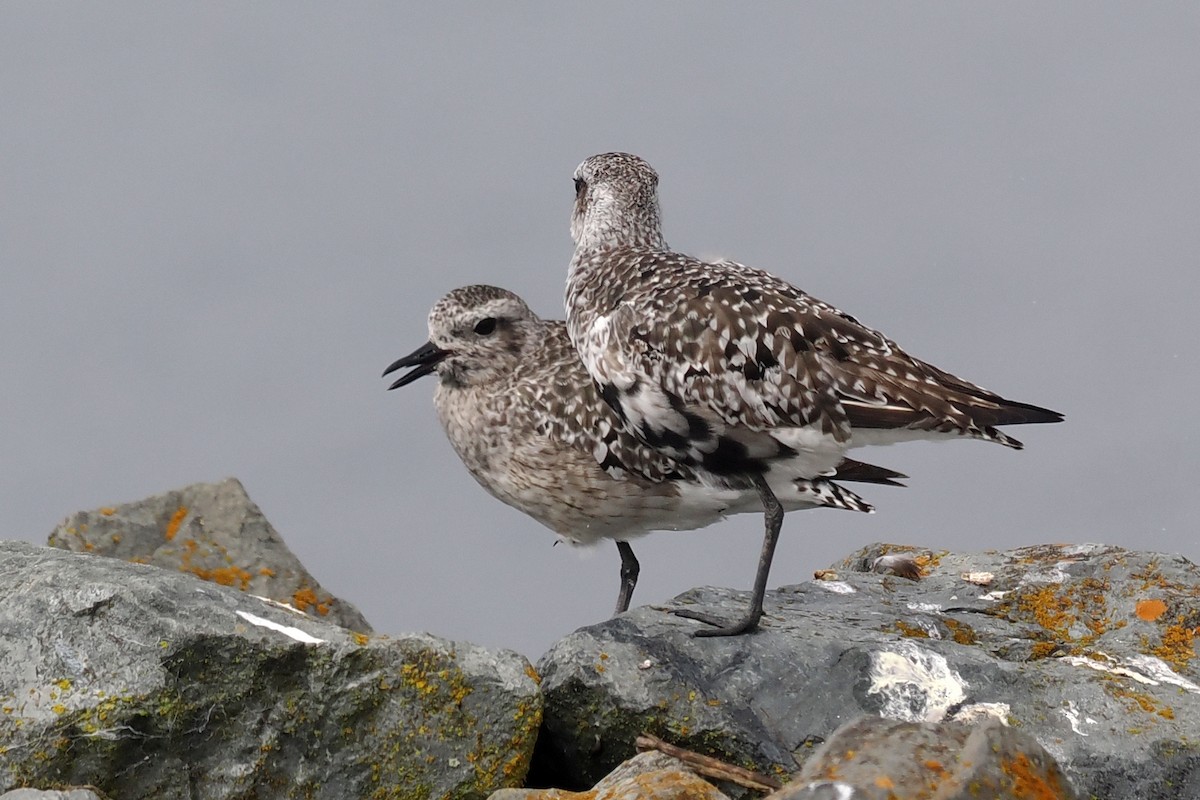 Black-bellied Plover - ML623332365