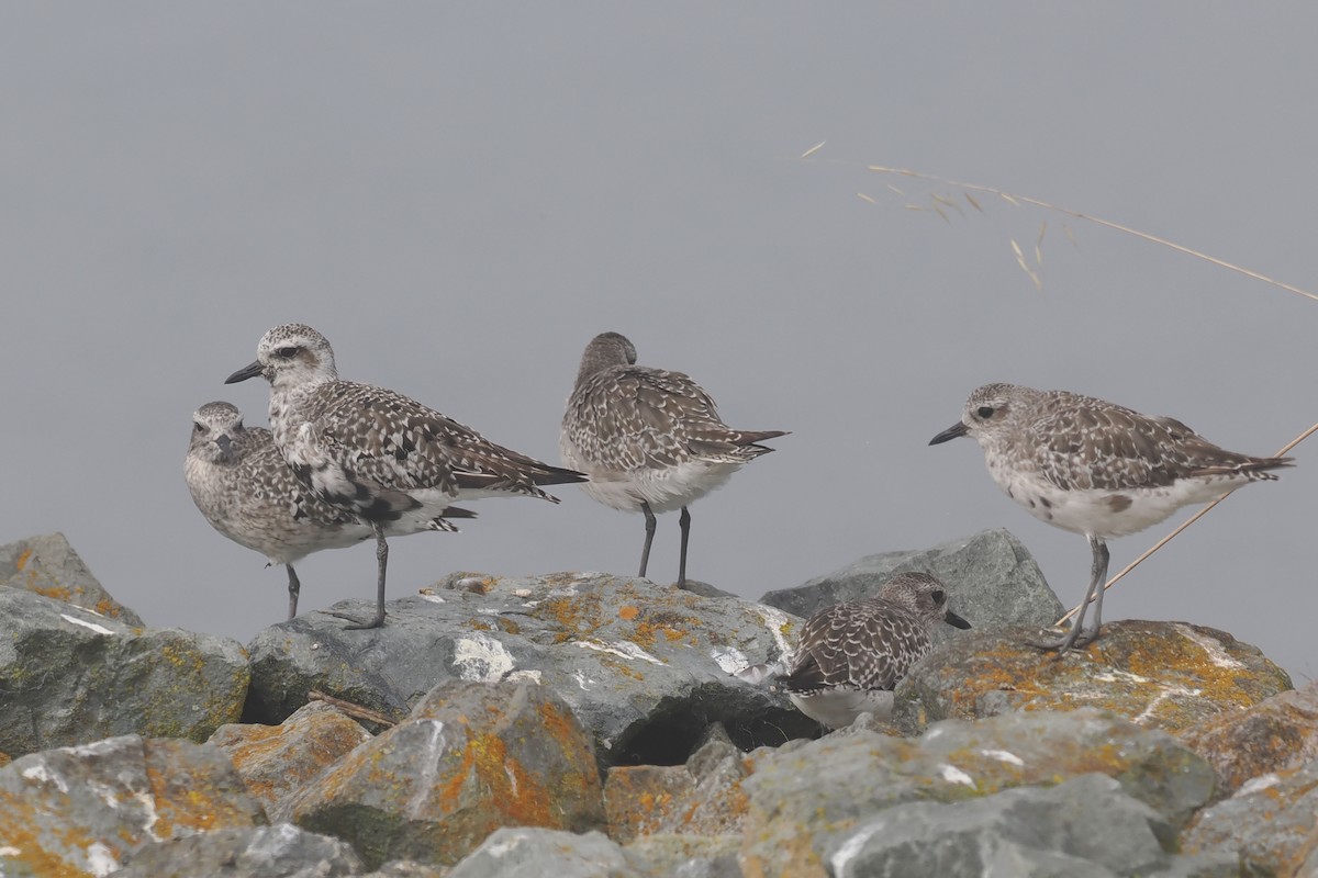 Black-bellied Plover - ML623332367