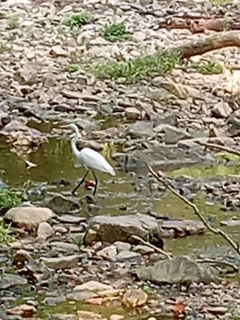 Great Egret - ML623332374