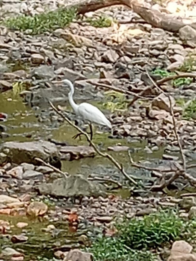 Great Egret - ML623332375