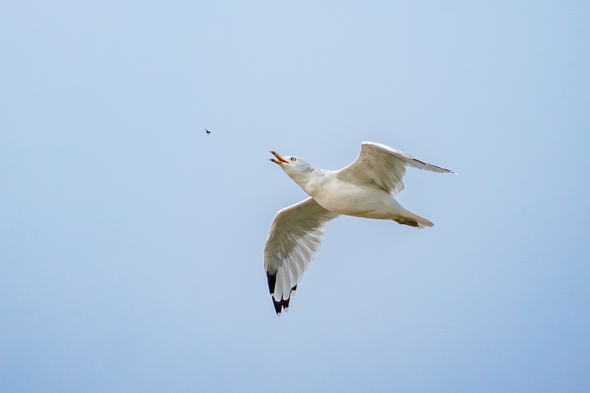 Gaviota de Delaware - ML623332387