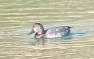 Common Pochard - ML623332395