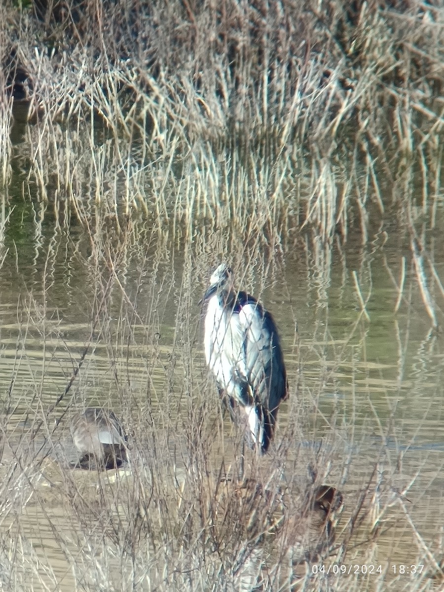 Gray Heron - ML623332409