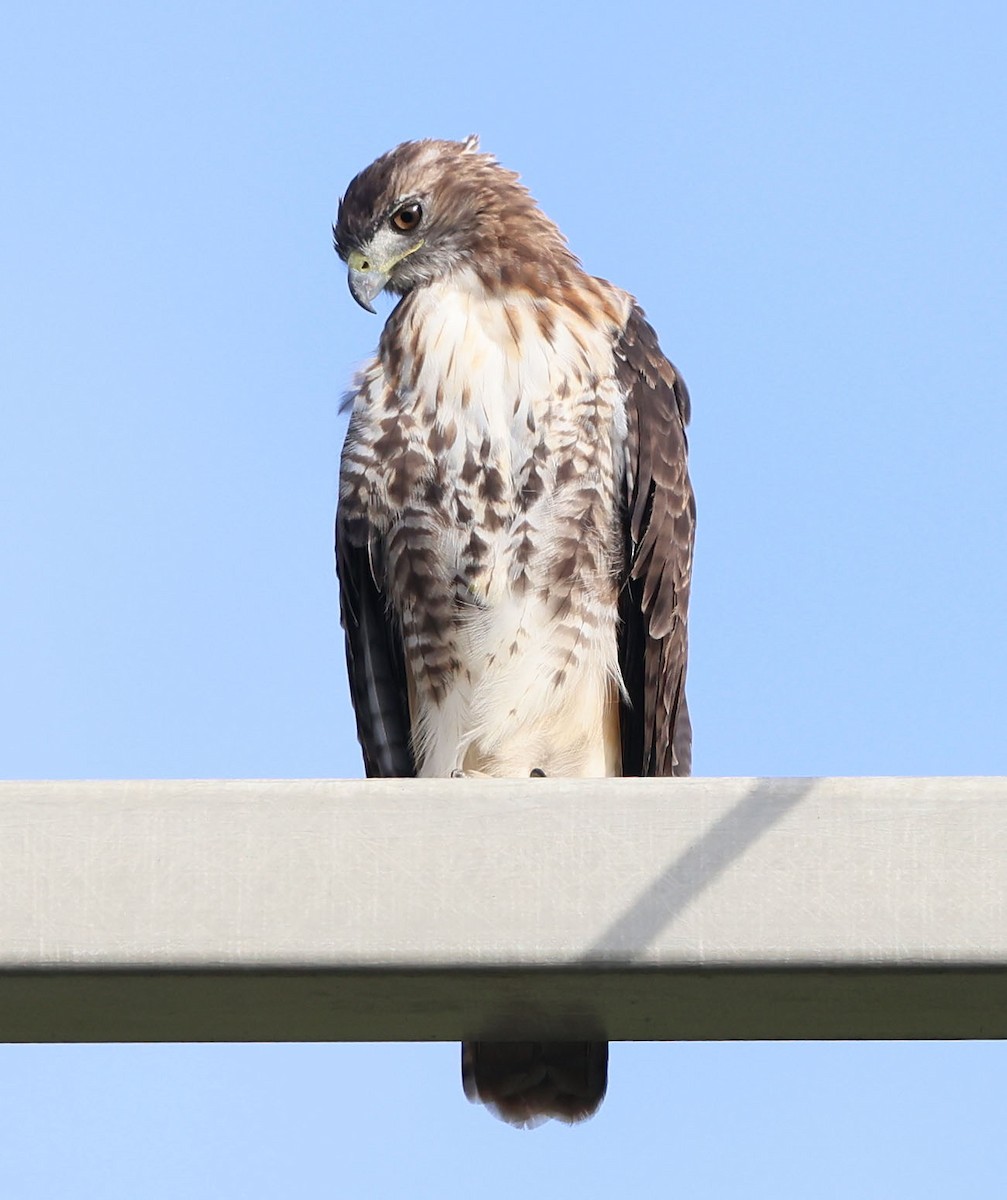 Red-tailed Hawk (borealis) - ML623332412