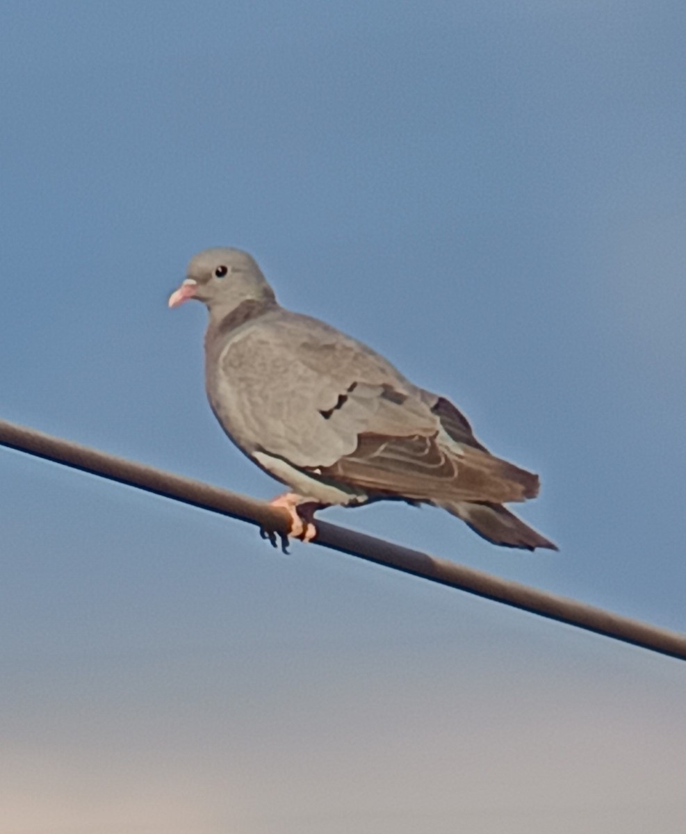 Stock Dove - ML623332413