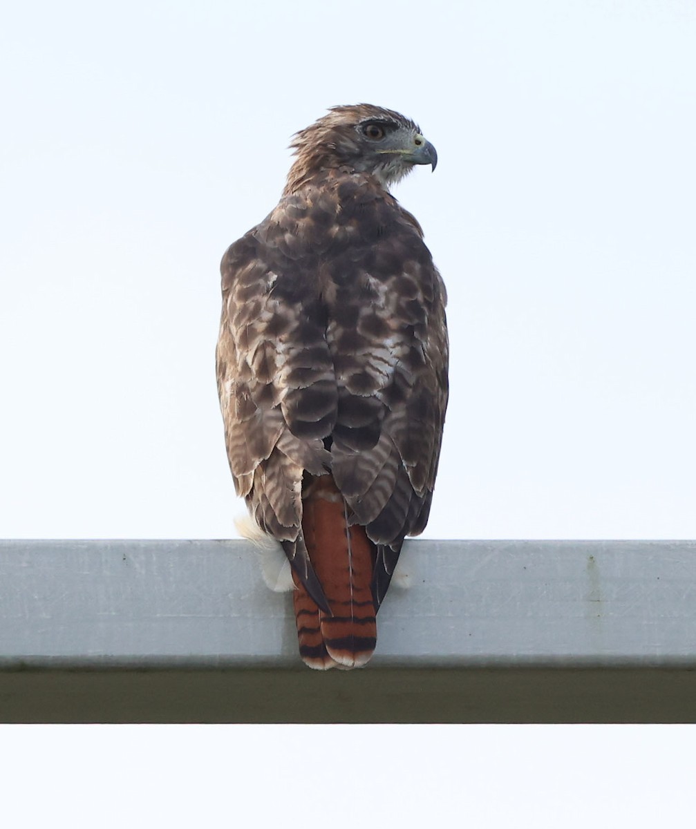 Red-tailed Hawk (borealis) - ML623332418