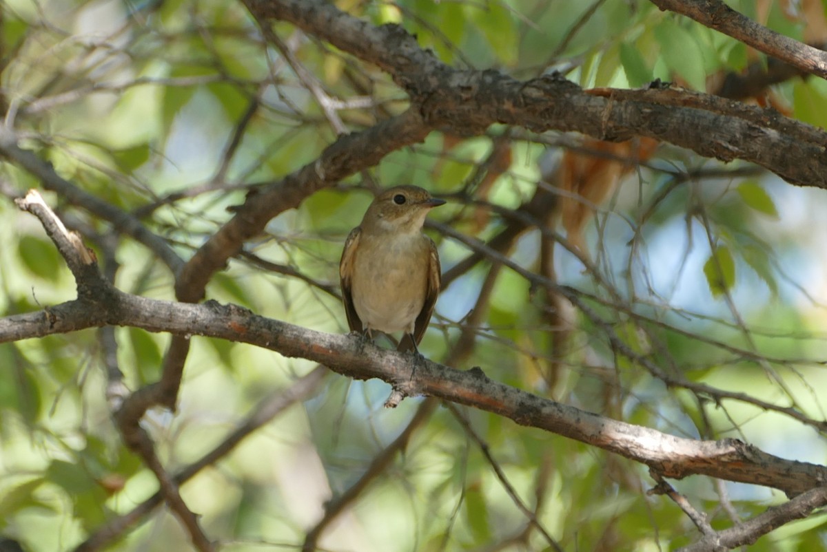 European Pied Flycatcher - ML623332421