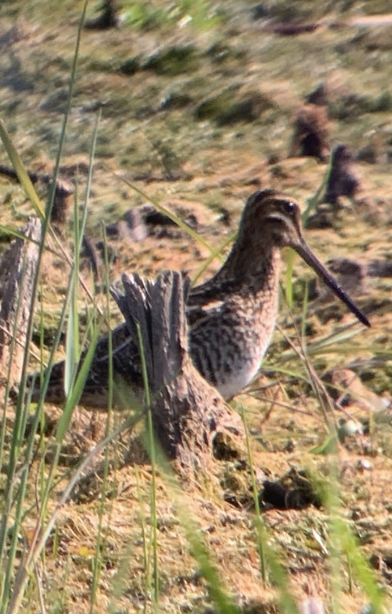 Wilson's Snipe - ML623332449