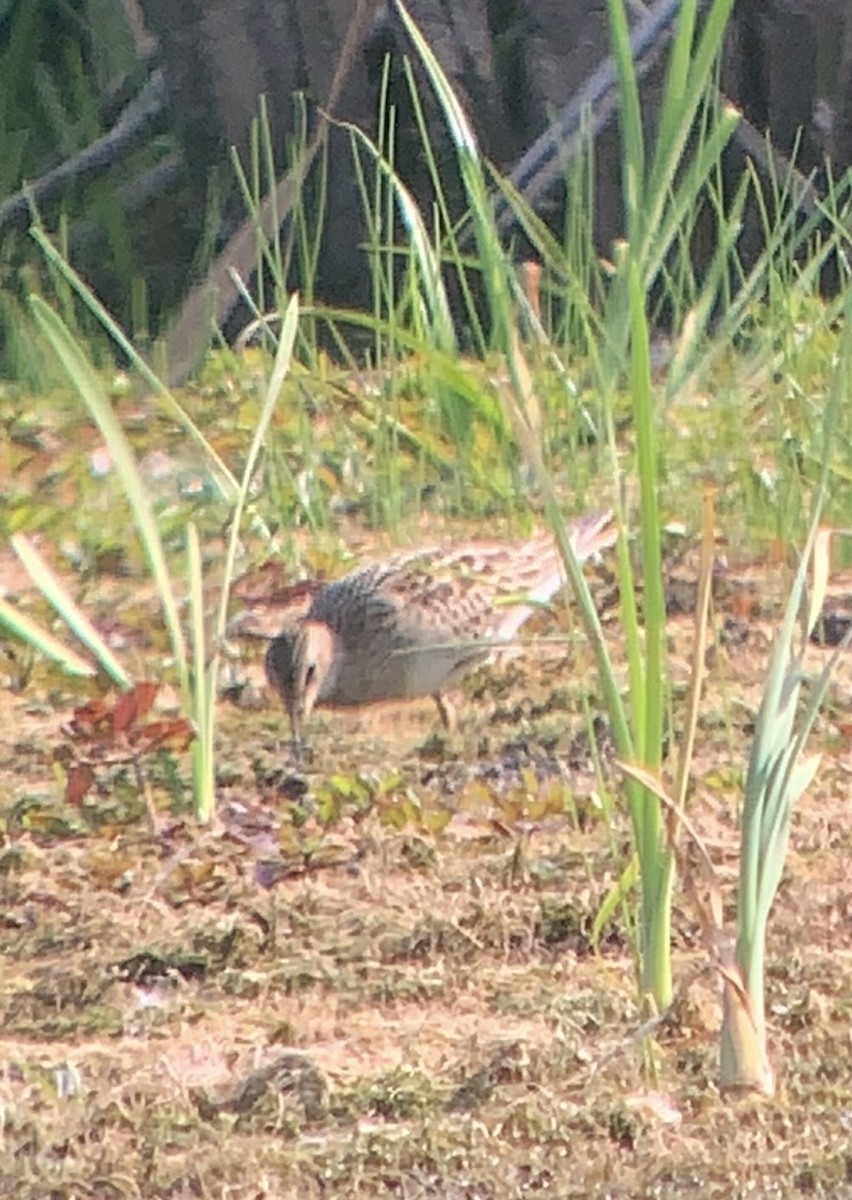 Graubrust-Strandläufer - ML623332455