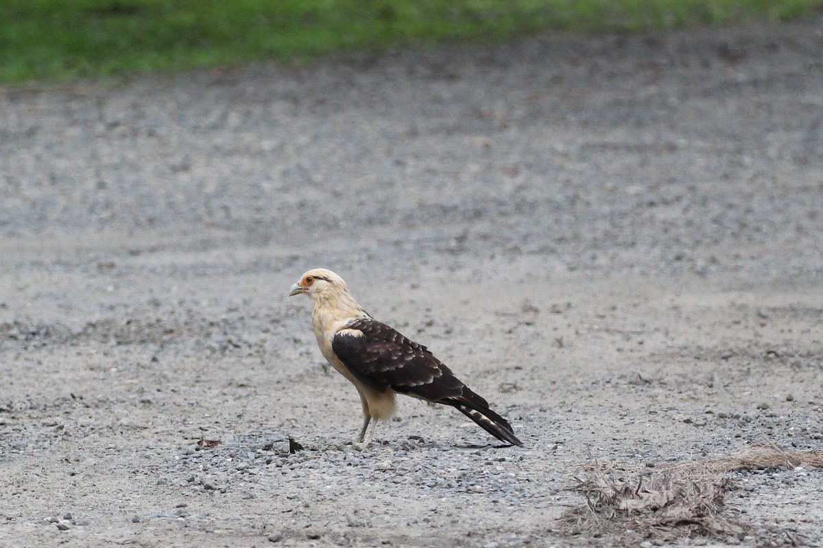 Yellow-headed Caracara - ML623332471