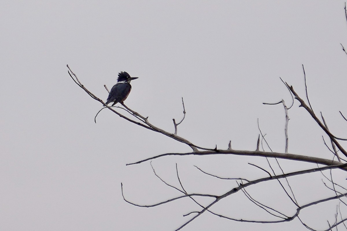 Belted Kingfisher - ML623332526