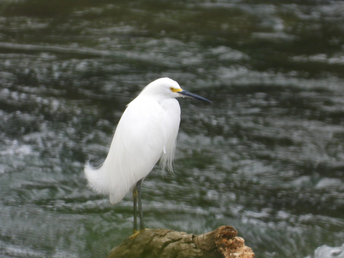 Aigrette neigeuse - ML623332556