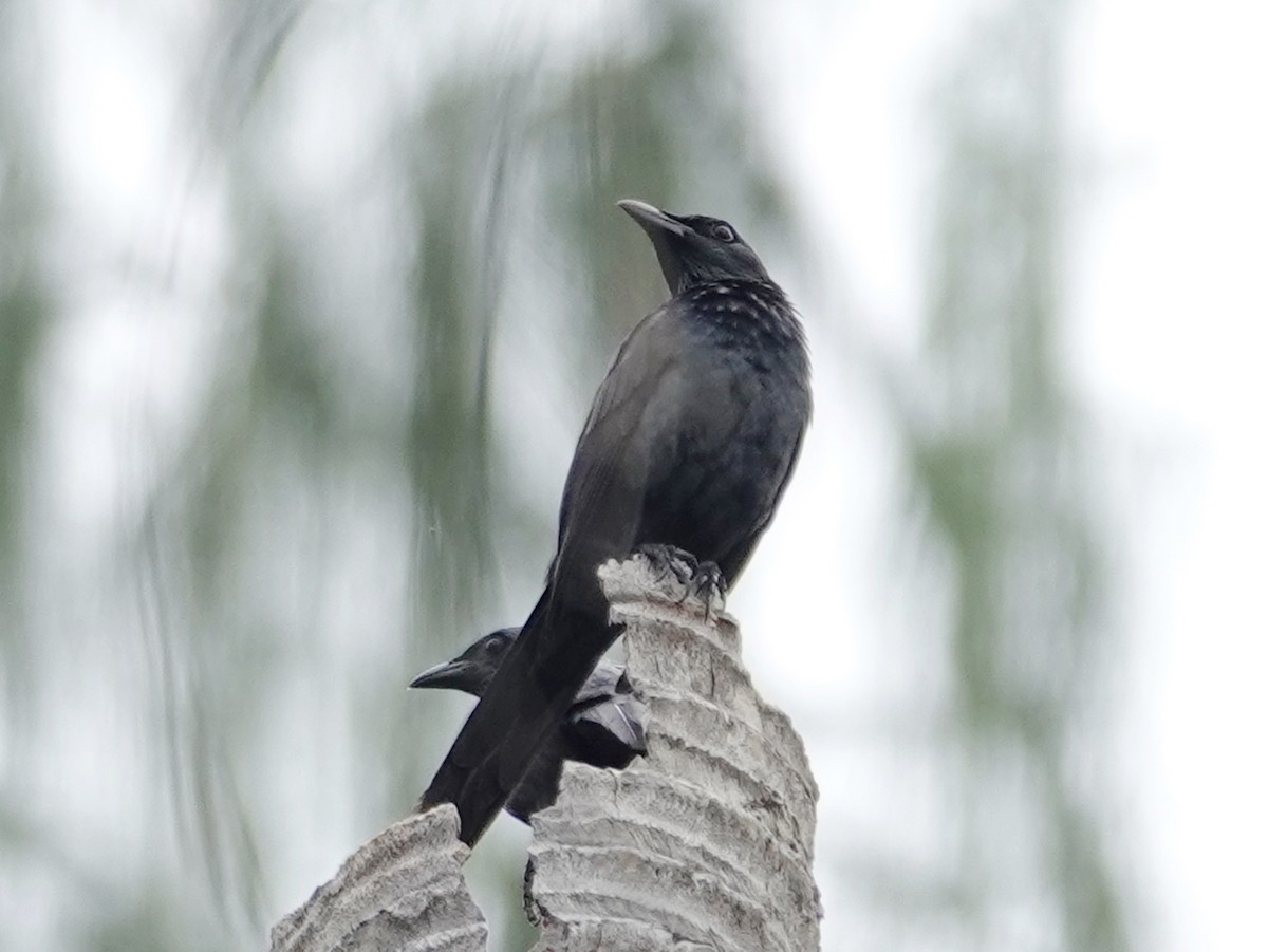 Moluccan Starling - ML623332572