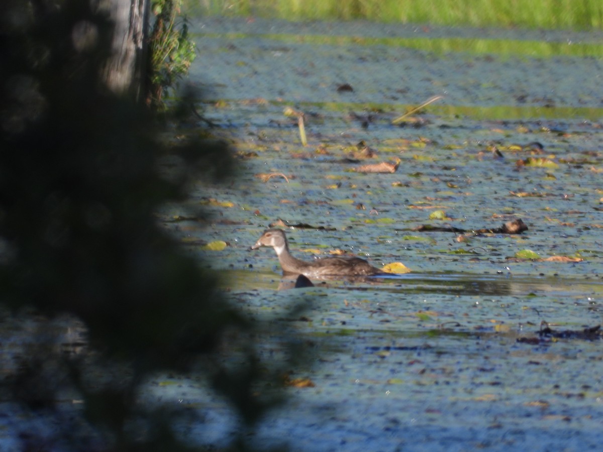 Wood Duck - Denis Provencher COHL