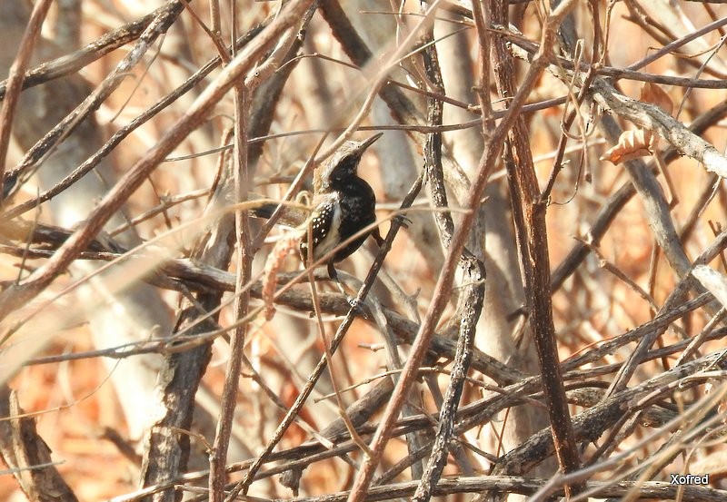 Black-bellied Antwren - ML623332596