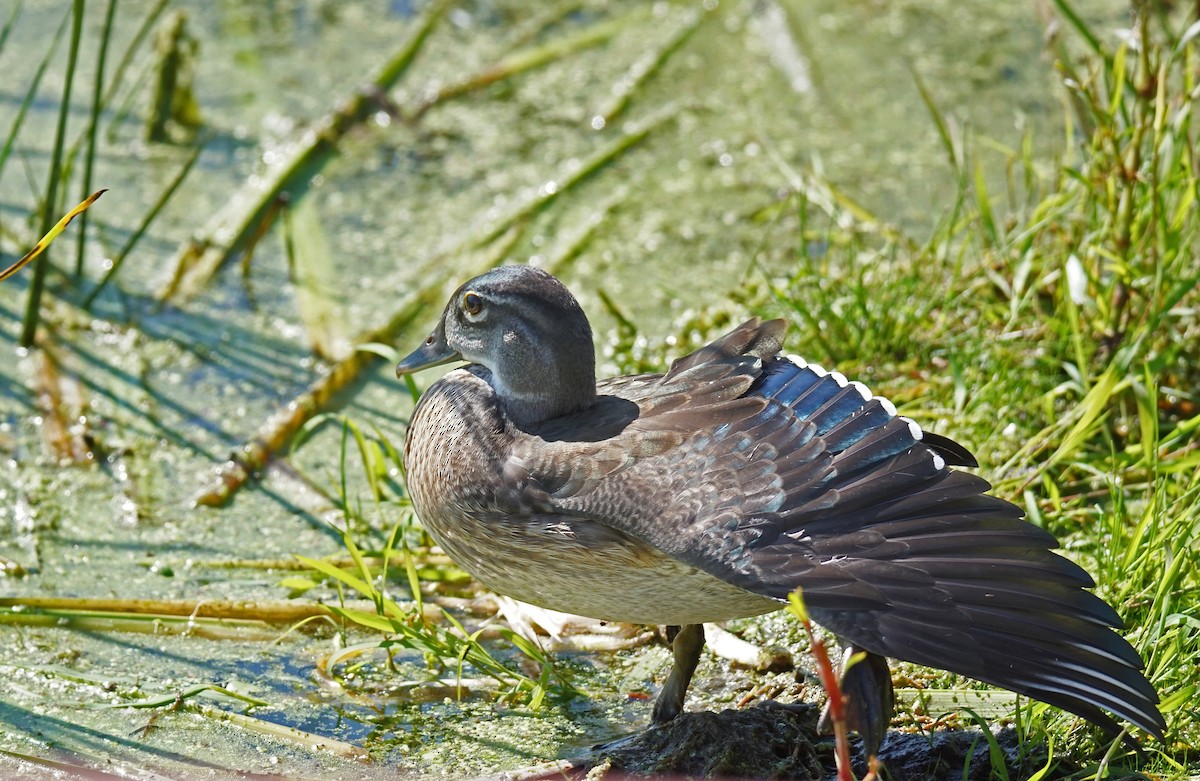 Wood Duck - ML623332598