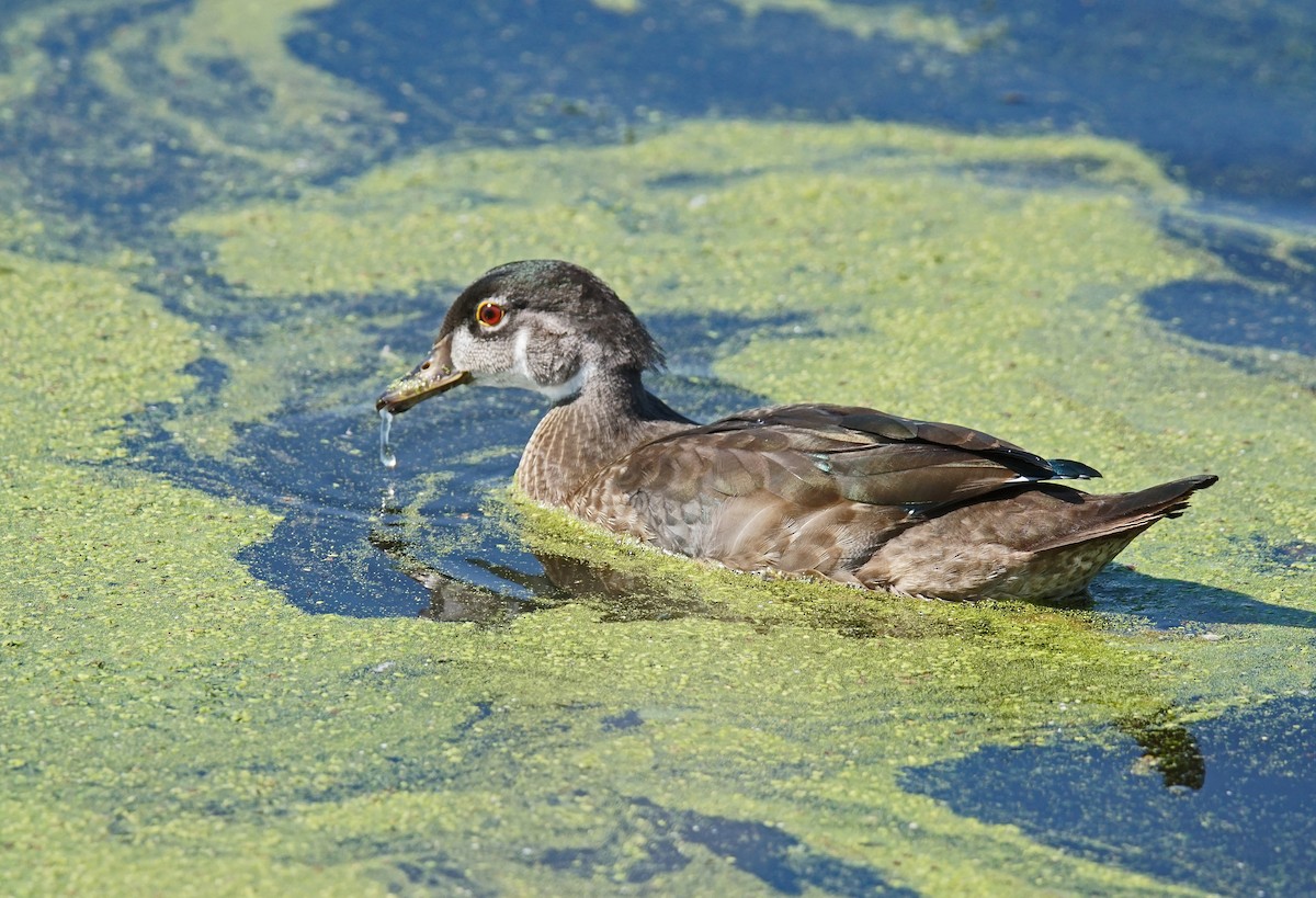 Wood Duck - ML623332607