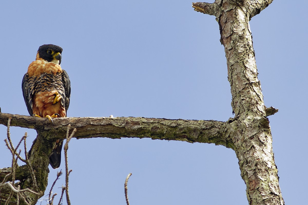 Orange-breasted Falcon - Francis Canto Jr