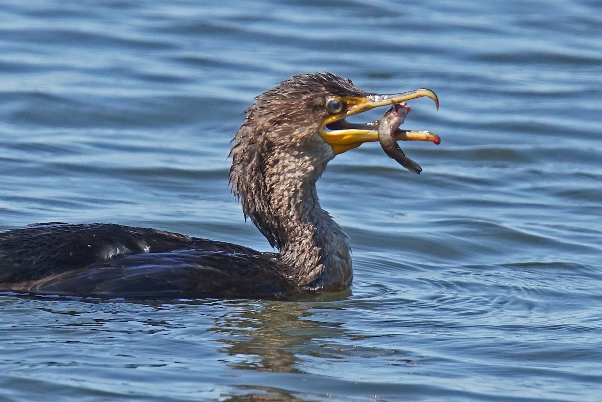 Double-crested Cormorant - Doris Guimond et Claude Gagnon