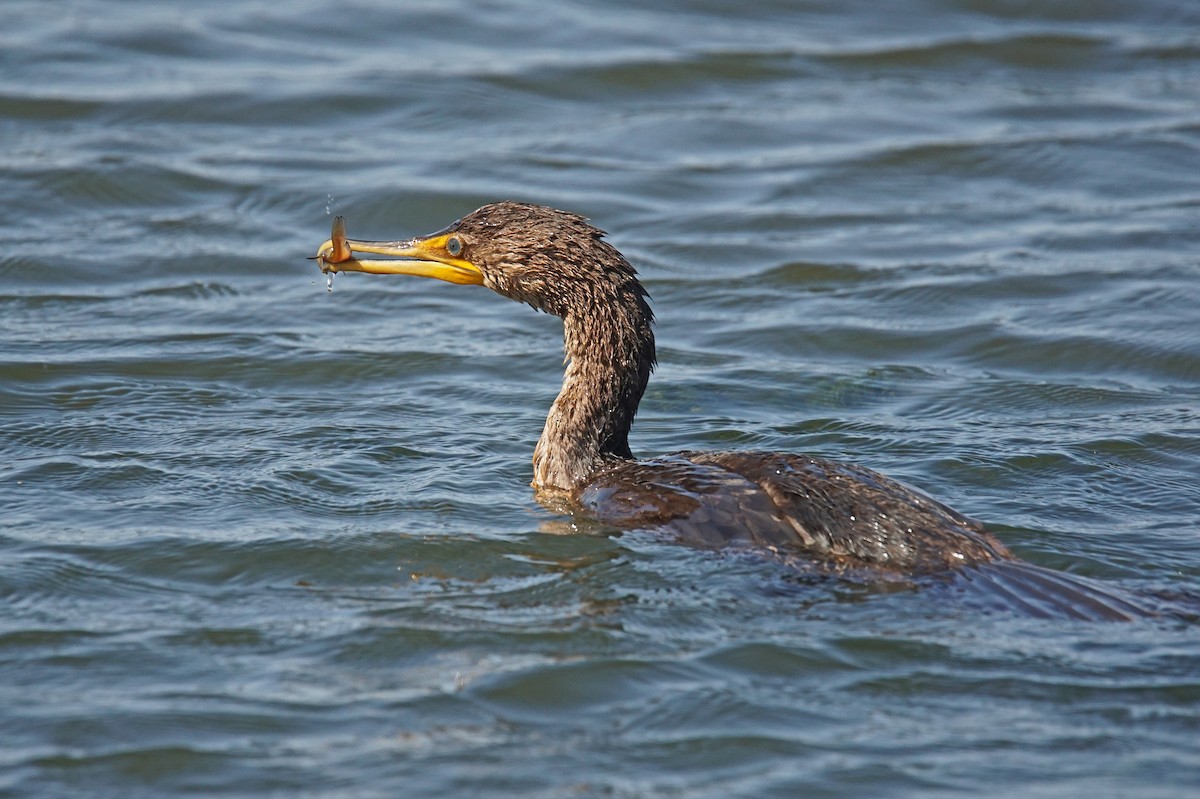 Double-crested Cormorant - ML623332617