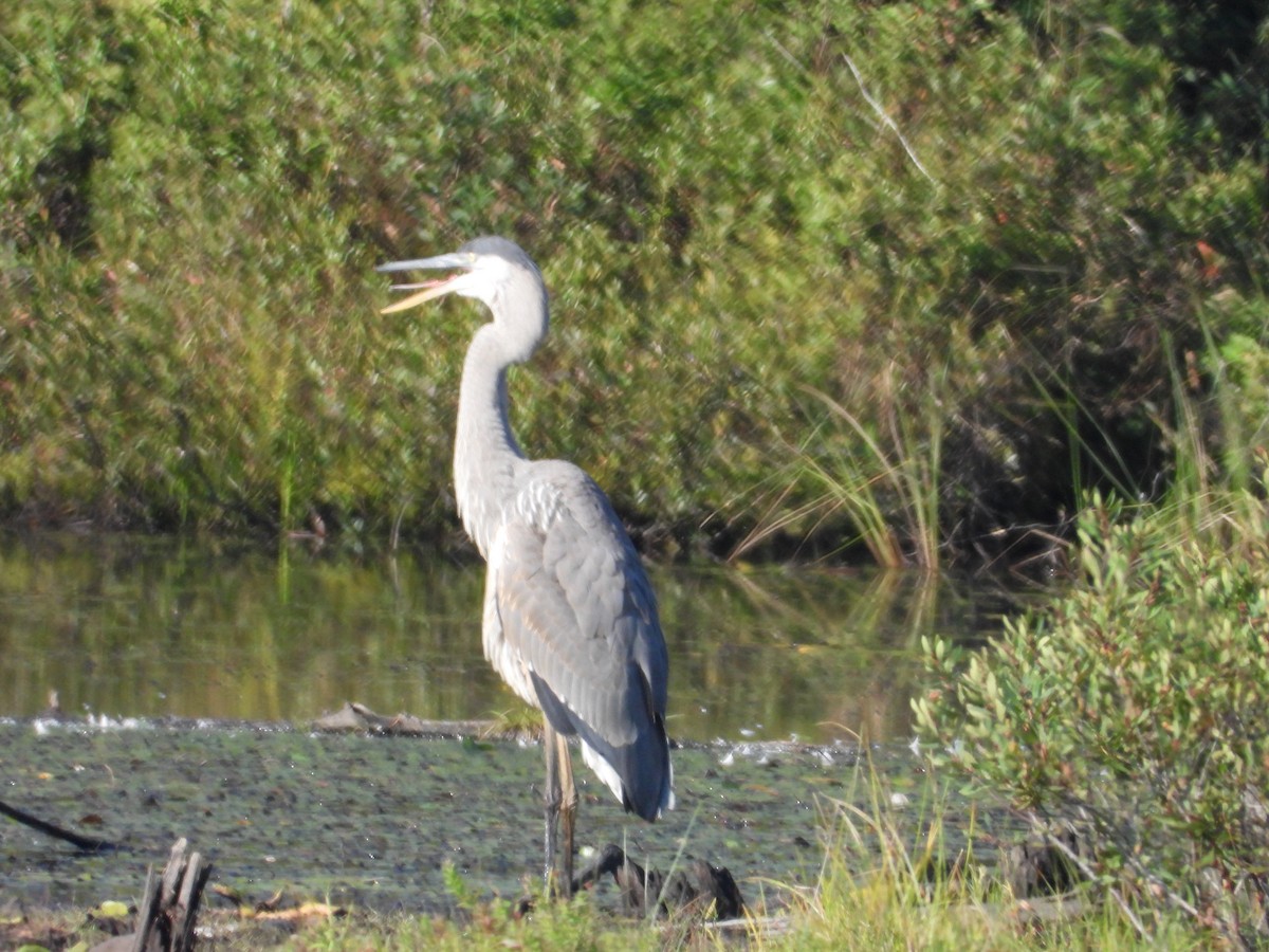 Great Blue Heron - ML623332621